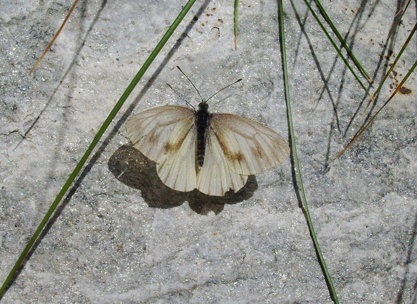 Farfalle di Valtellina, Valchiavenna, V.Poschiavo, Bregaglia